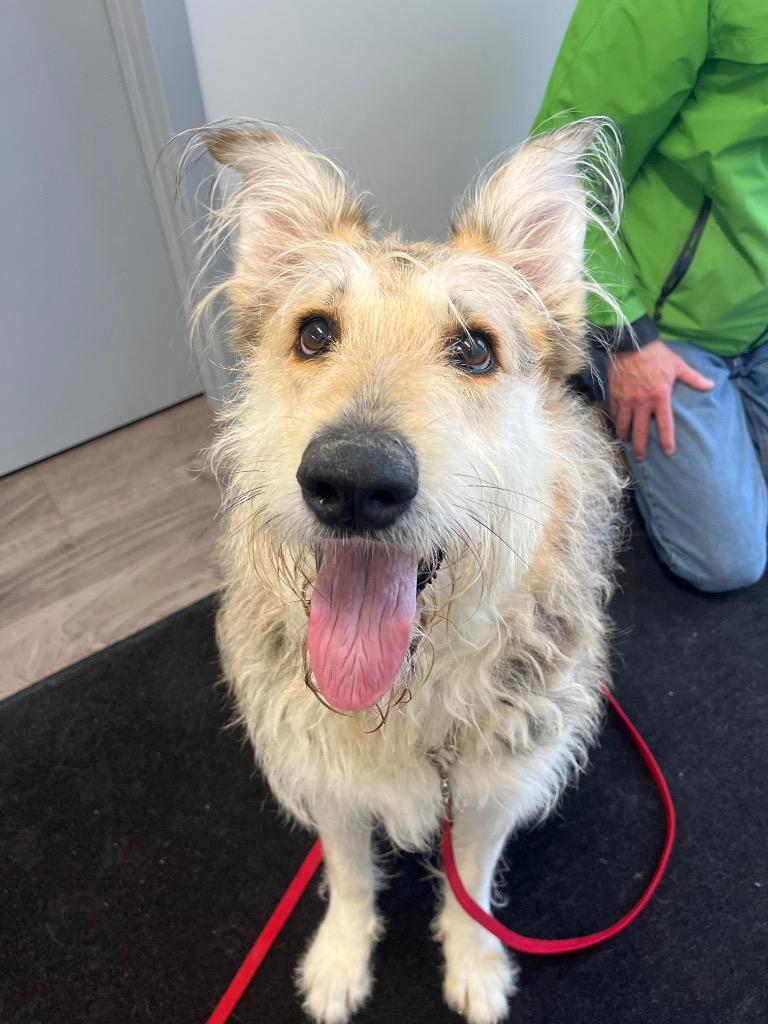 Enlarge Maggie, a Adoptable mixed breed in Auburn, IN image 4/6