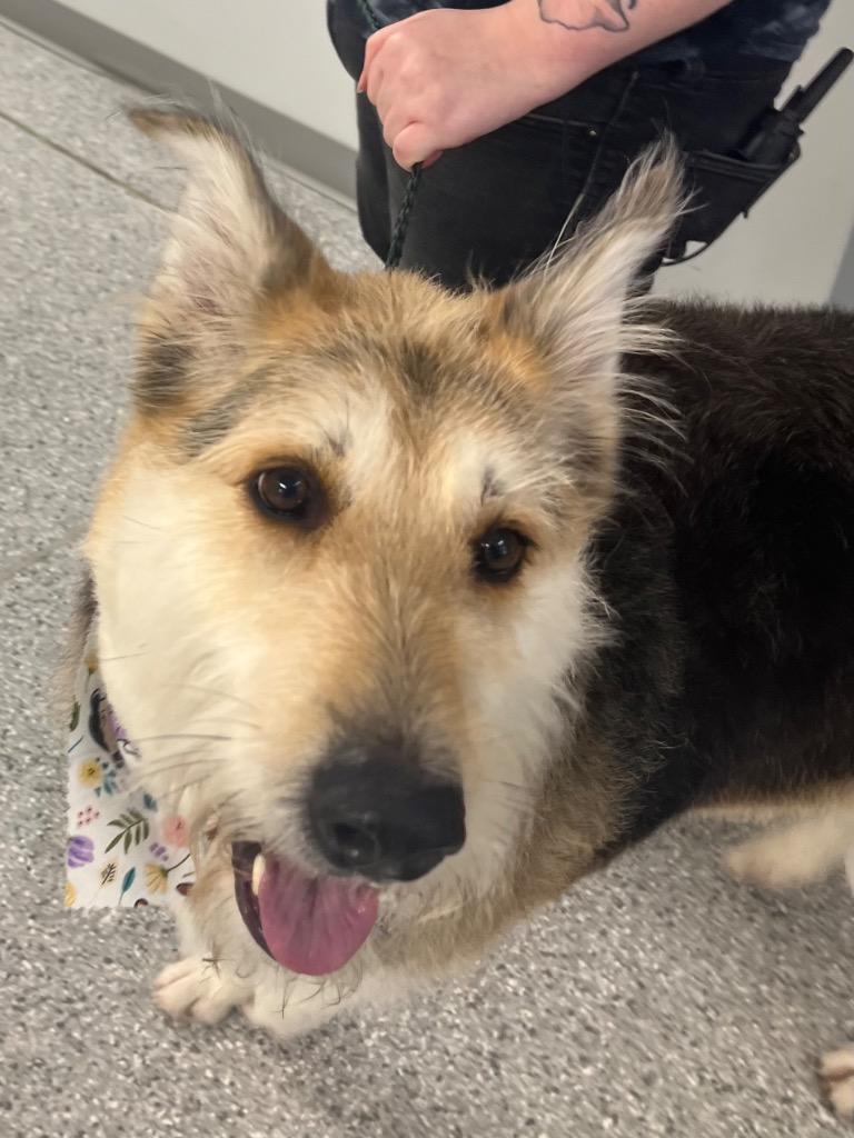 Enlarge Maggie, a Adoptable mixed breed in Auburn, IN image 5/6