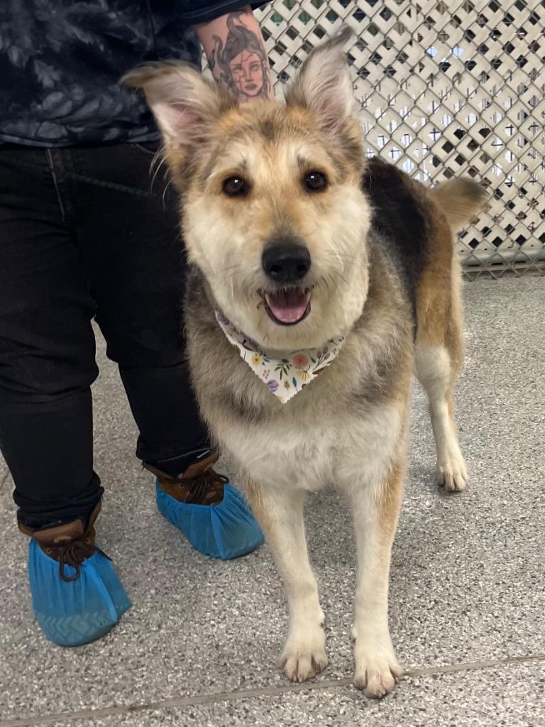 Enlarge Maggie, a Adoptable mixed breed in Auburn, IN image 6/6
