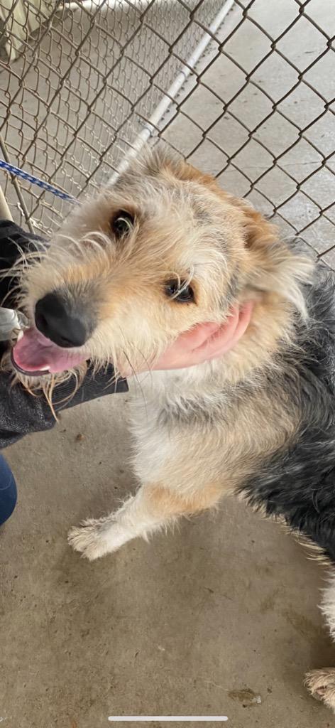 Enlarge Maggie, a Adoptable mixed breed in Auburn, IN image 4/4