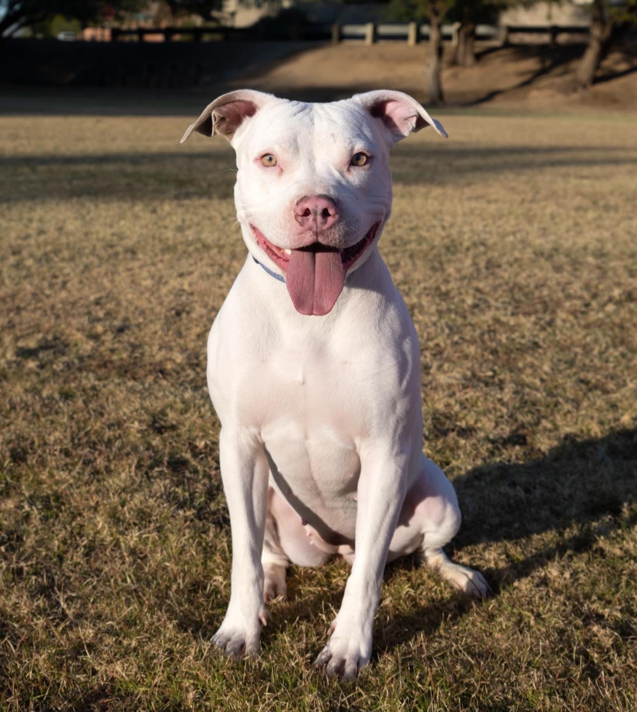 Enlarge Lydia Rose , a ADOPTABLE American Staffordshire Terrier in Tucson, AZ image 3/3