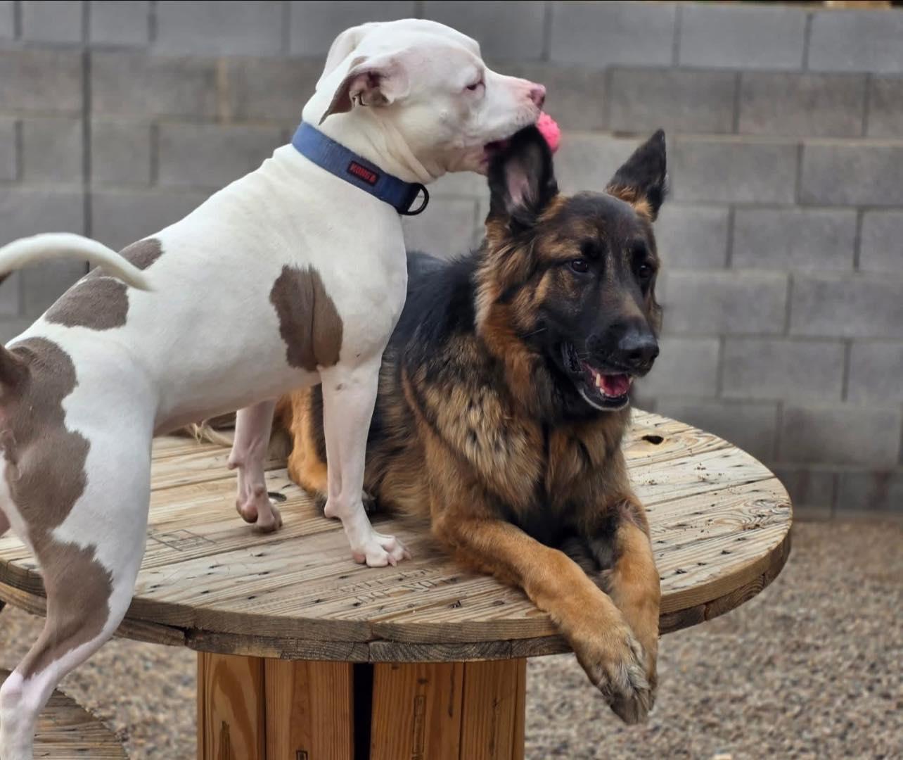 Enlarge Lydia Rose , a ADOPTABLE American Staffordshire Terrier in Tucson, AZ image 2/3