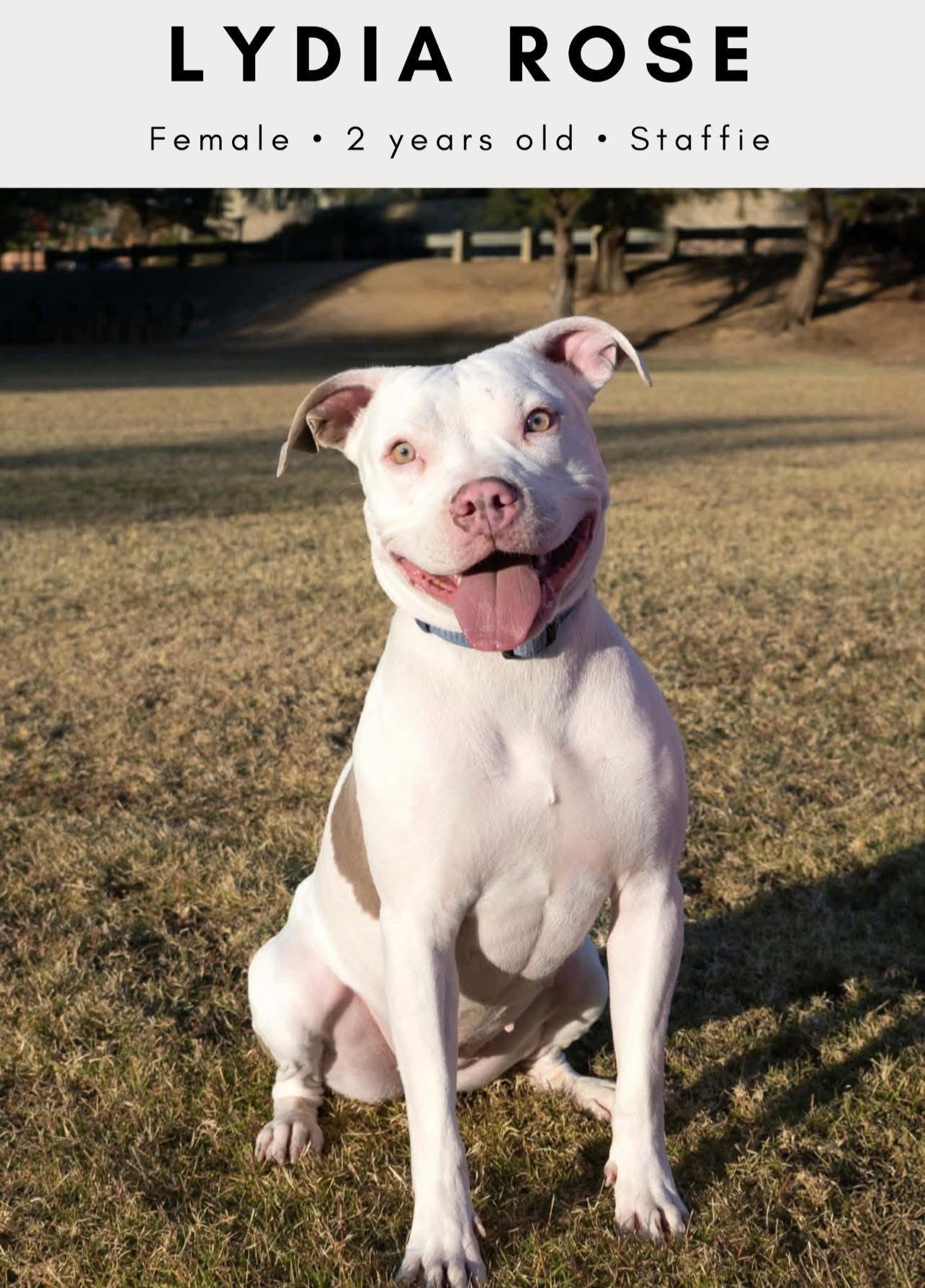 Enlarge Lydia Rose , a ADOPTABLE American Staffordshire Terrier in Tucson, AZ image 1/3