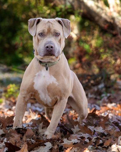 Redwine, Adoptable, Adult Male Mixed Breed & Mixed Breed.