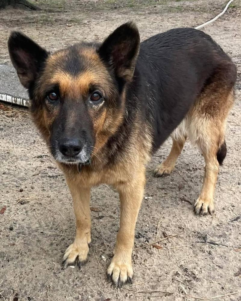 Enlarge Summer, a Adoptable German Shepherd Dog in Marianna, FL image 1/2