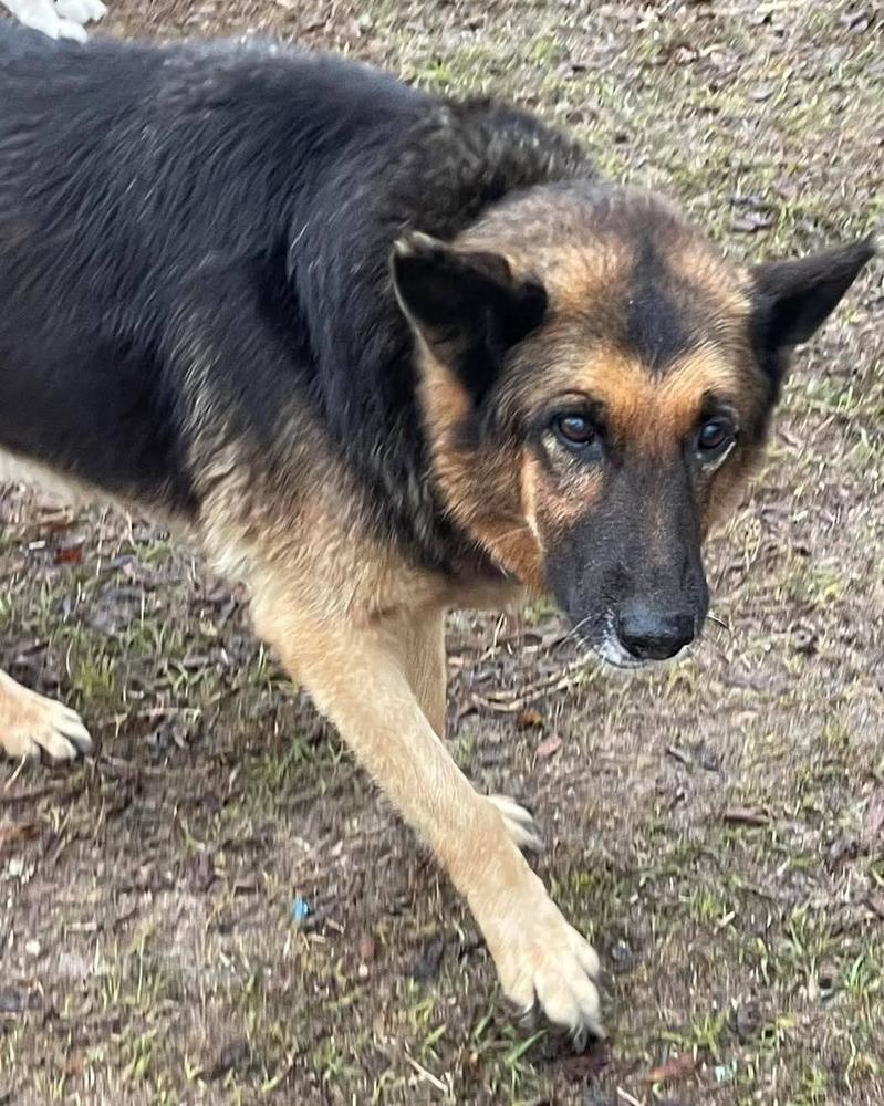 Enlarge Summer, a Adoptable German Shepherd Dog in Marianna, FL image 2/2