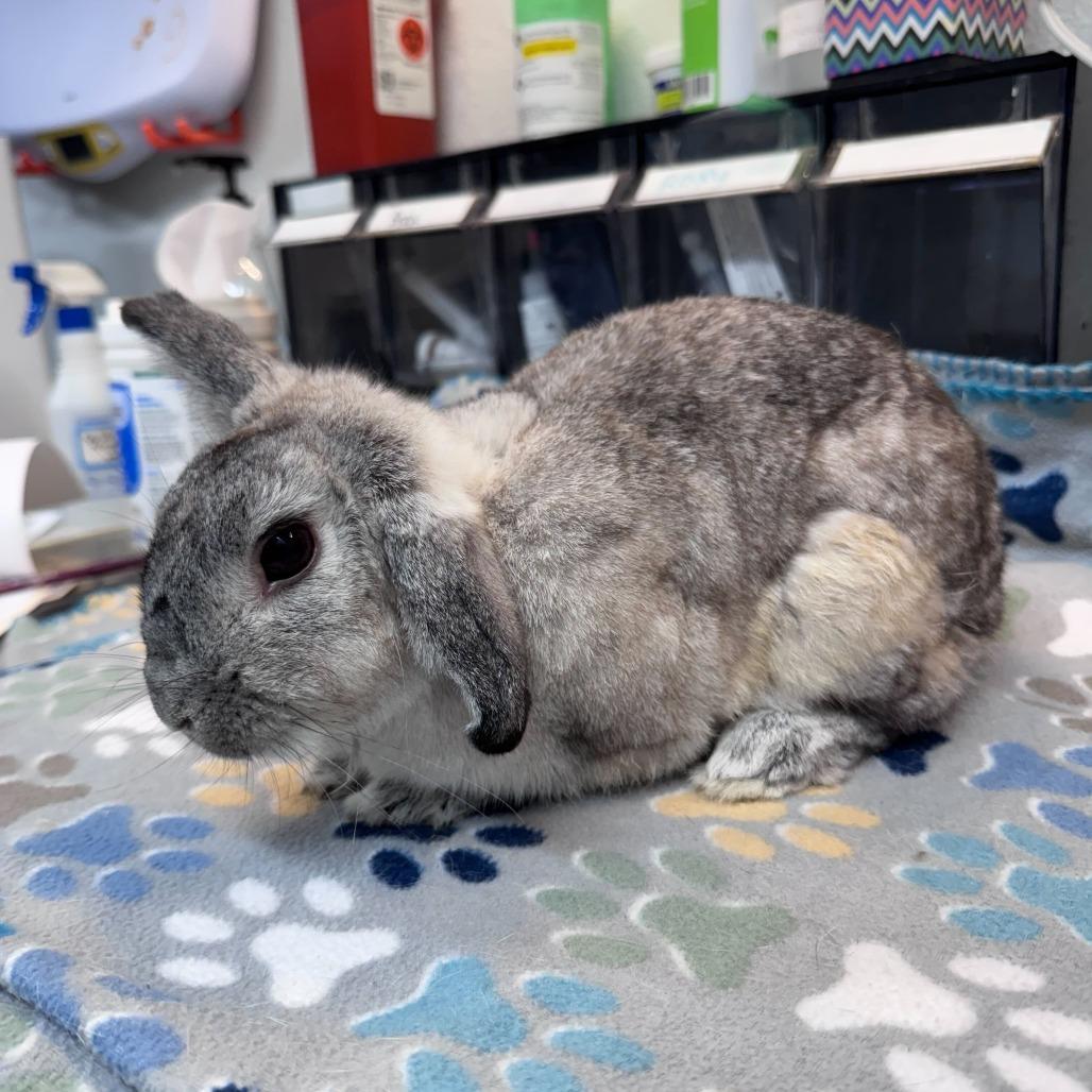 Enlarge Linus, a Adoptable mixed breed in San Diego, CA image 1/6