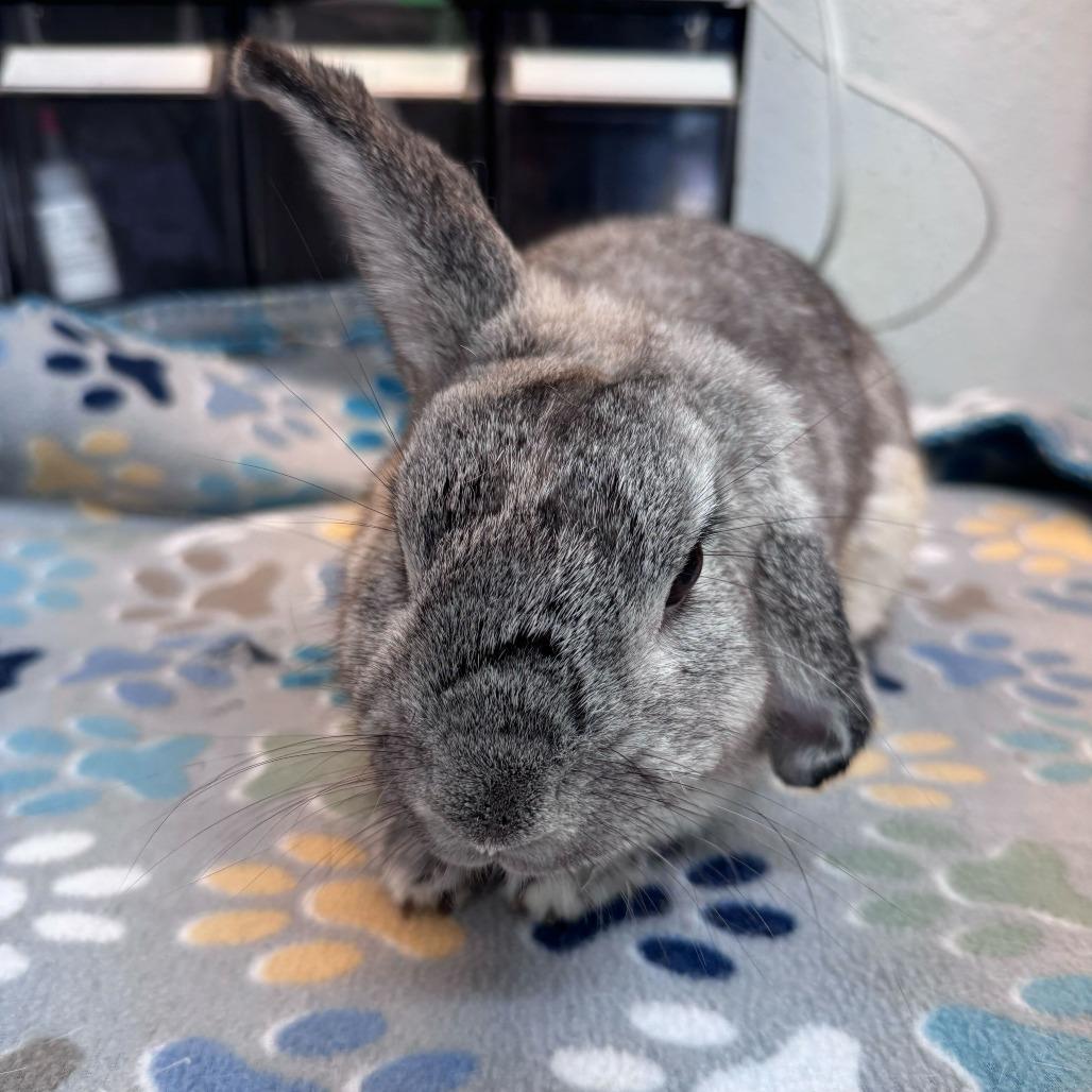 Enlarge Linus, a Adoptable mixed breed in San Diego, CA image 2/6