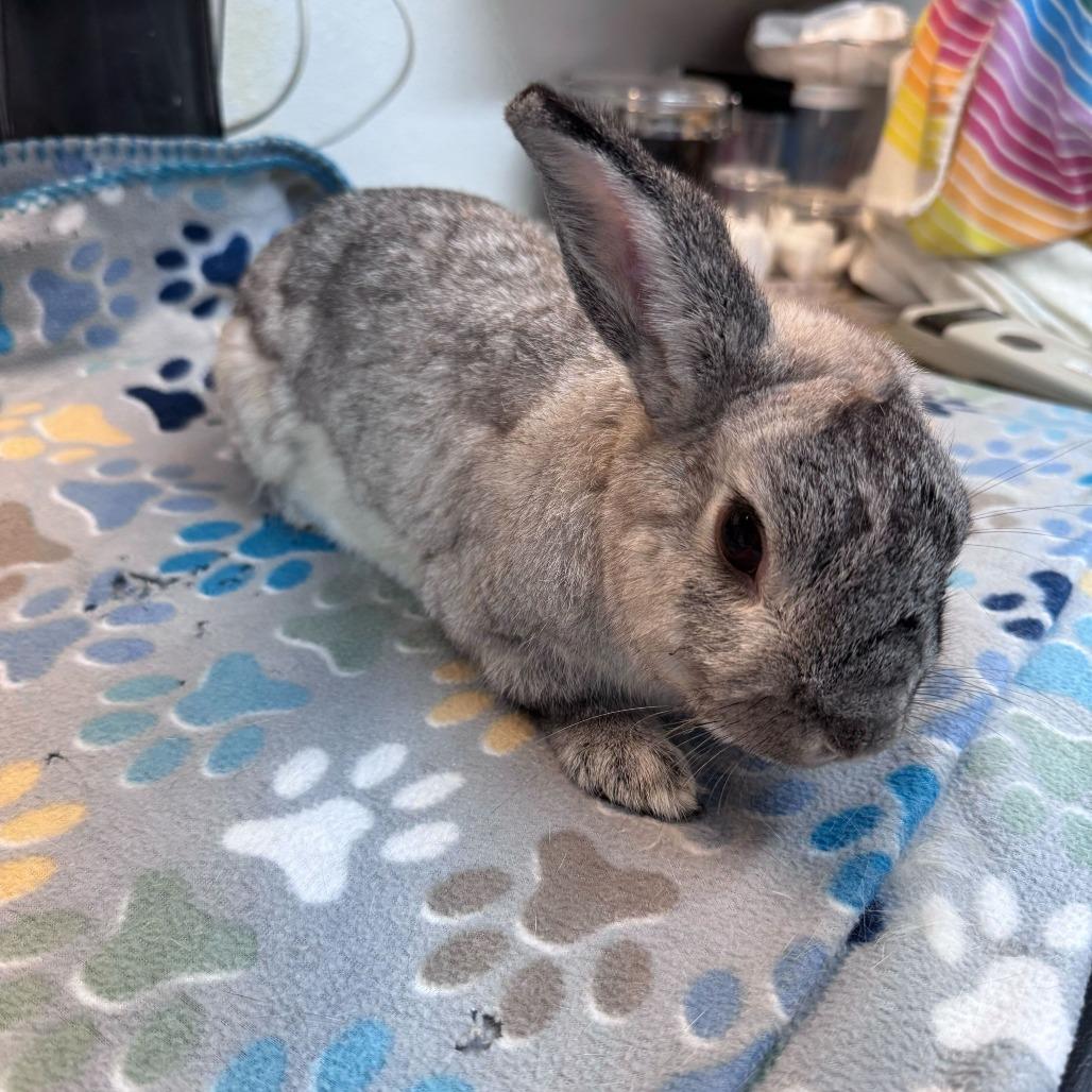 Enlarge Linus, a Adoptable mixed breed in San Diego, CA image 3/6