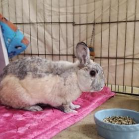 Enlarge Linus, a Adoptable mixed breed in San Diego, CA image 4/6