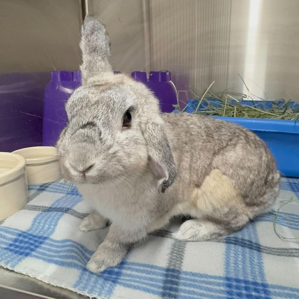 Enlarge Linus, a Adoptable mixed breed in San Diego, CA image 5/6