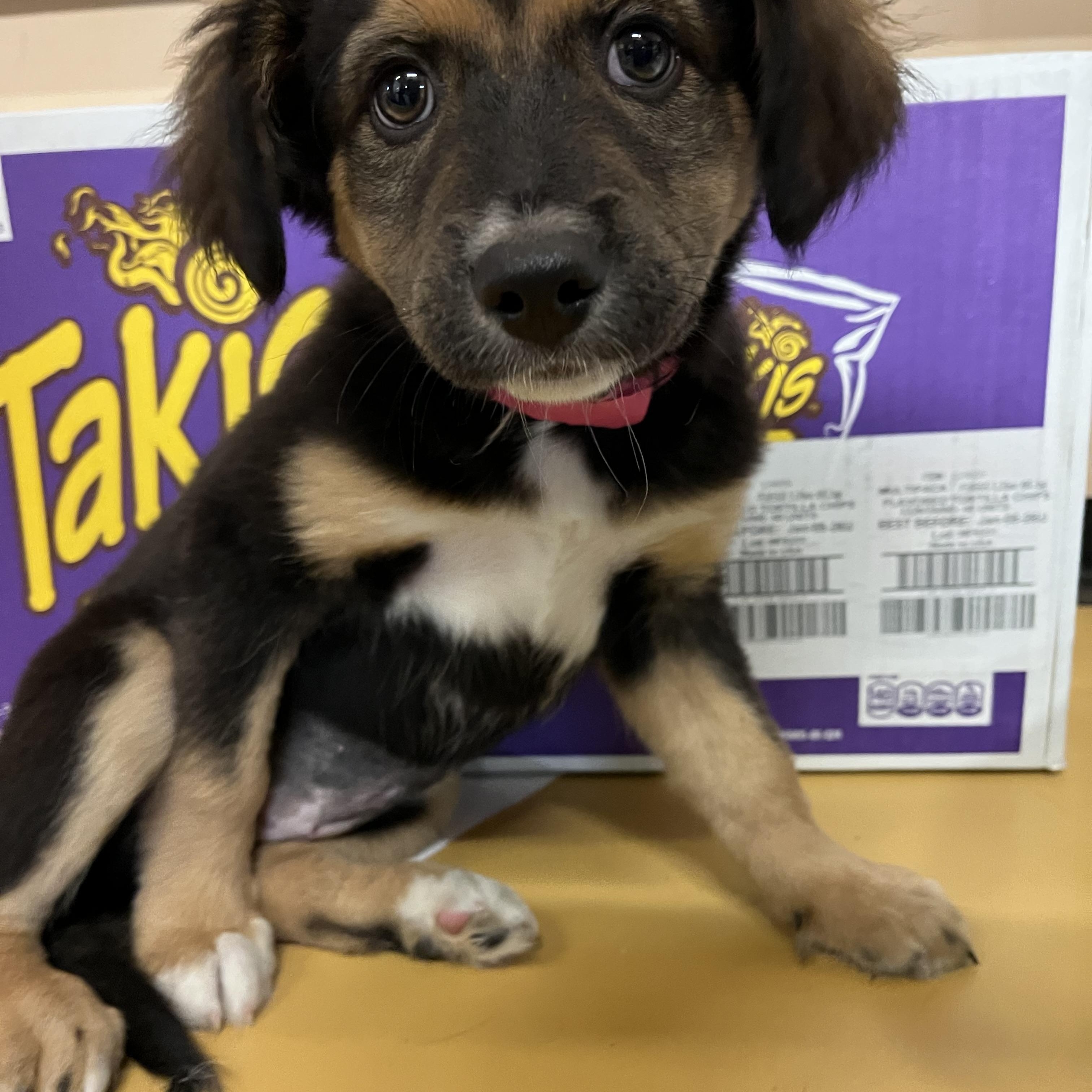Enlarge Three Sisters, a Adopted mixed breed in Snoqualmie, WA image 3/5