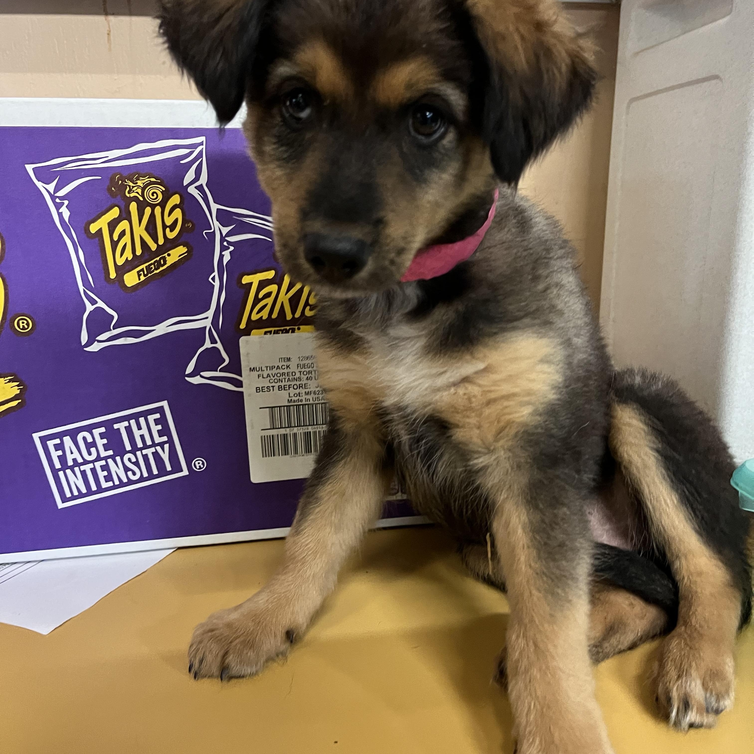 Enlarge Three Sisters, a Adopted mixed breed in Snoqualmie, WA image 4/5