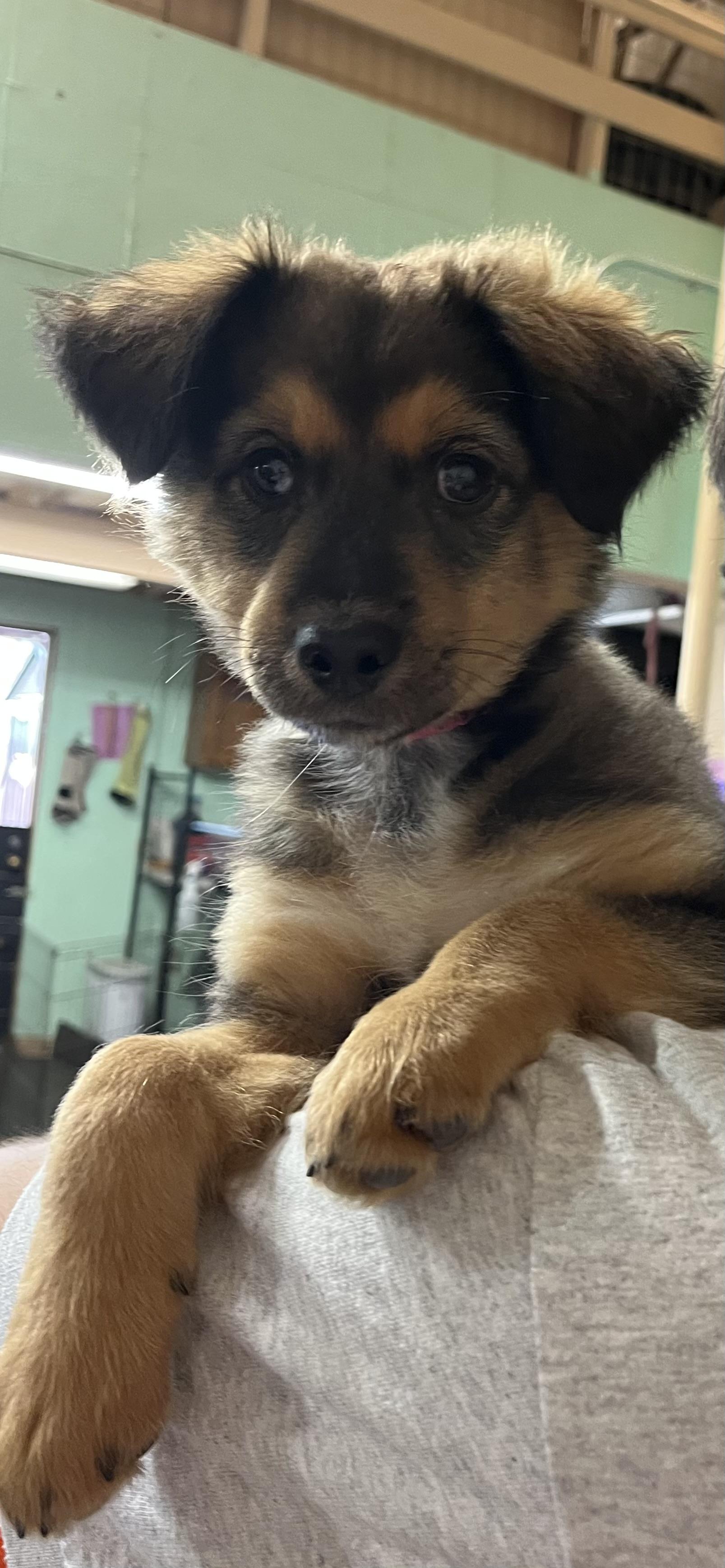 Enlarge Three Sisters, a Adopted mixed breed in Snoqualmie, WA image 2/5