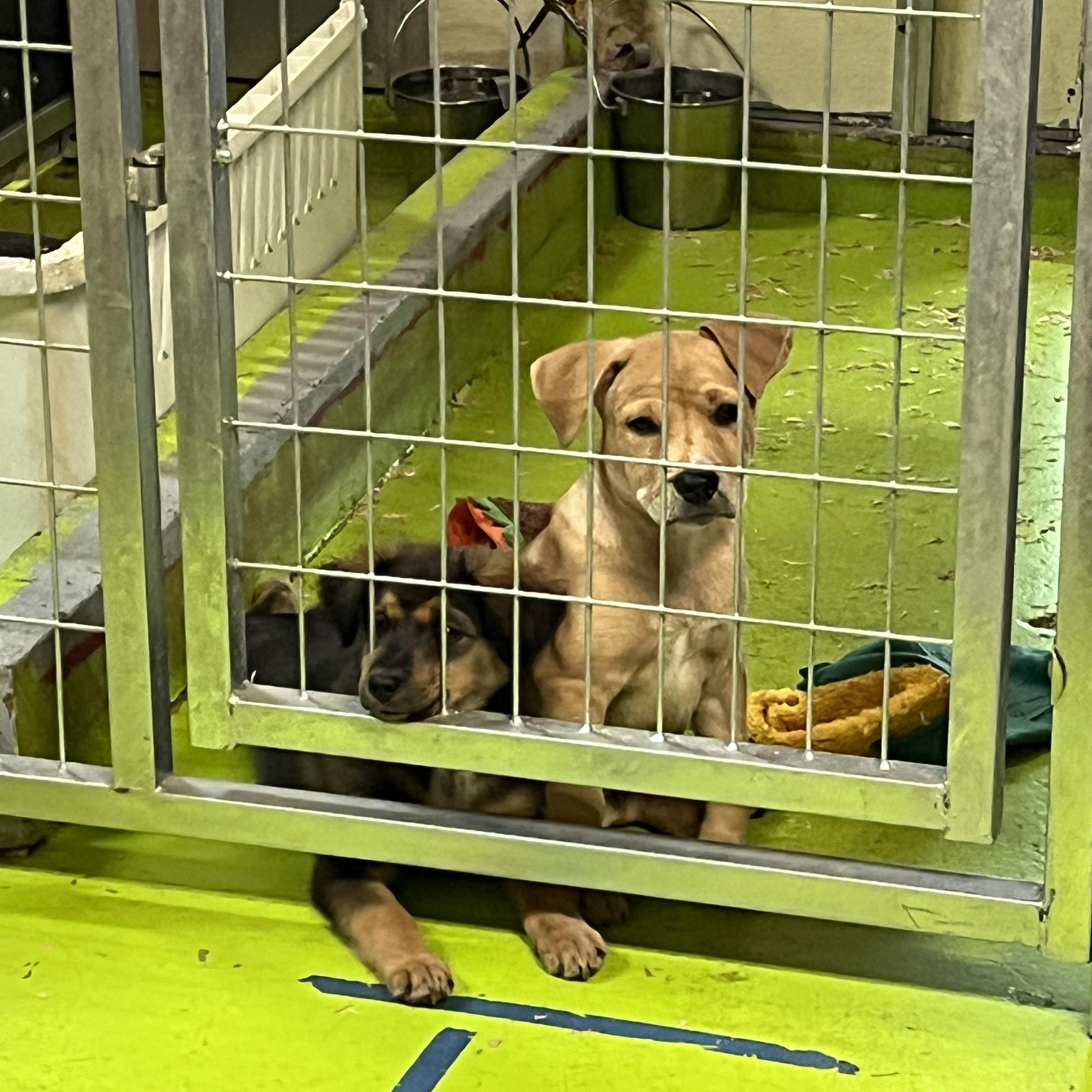 Enlarge Three Sisters, a Adopted mixed breed in Snoqualmie, WA image 5/5