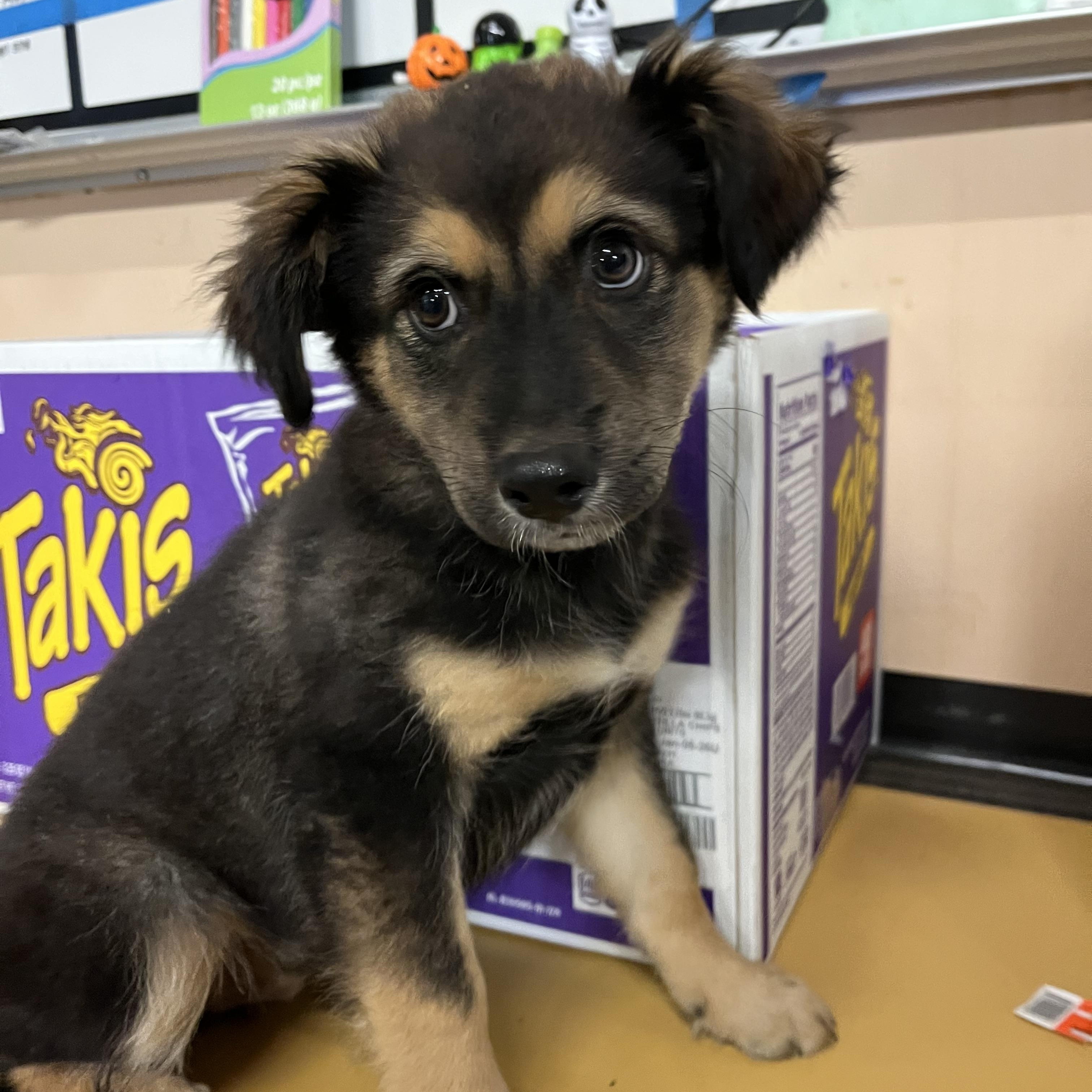 Three Sisters, Adopted, Puppy Female German Shepherd Dog & Husky.