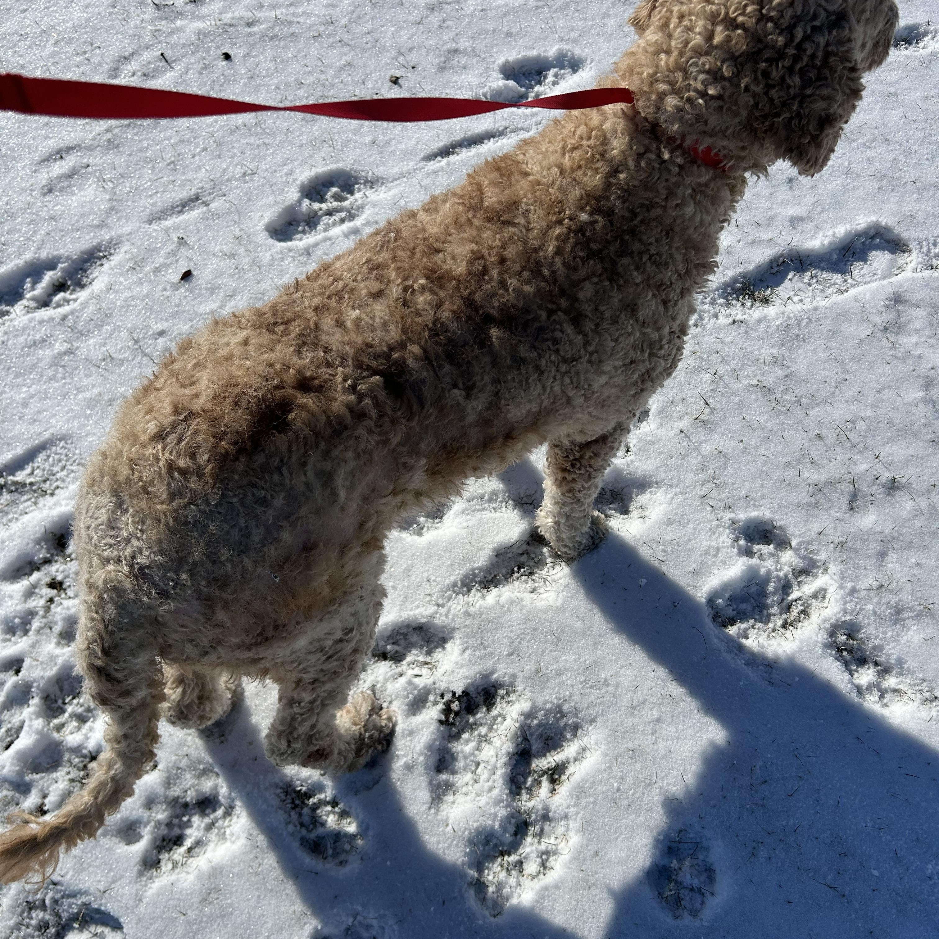 Enlarge Sadie.  Super nice dog. , a Adoptable Goldendoodle in Antwerp, OH image 4/4