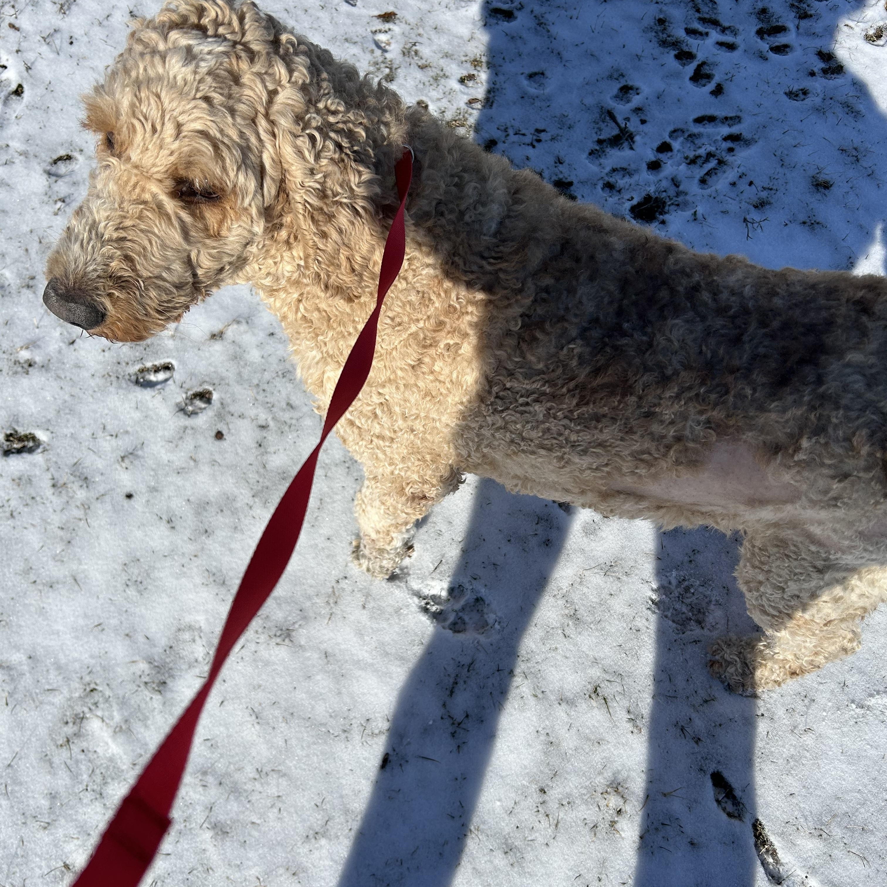 Enlarge Sadie.  Super nice dog. , a Adoptable Goldendoodle in Antwerp, OH image 2/4