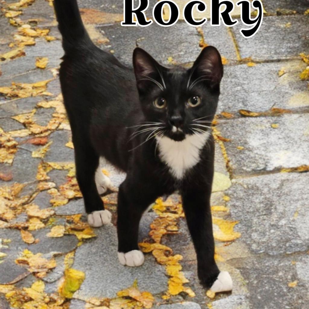 Rocky Jr., a Adoptable Domestic Short Hair in Bountiful, UT image 1/3