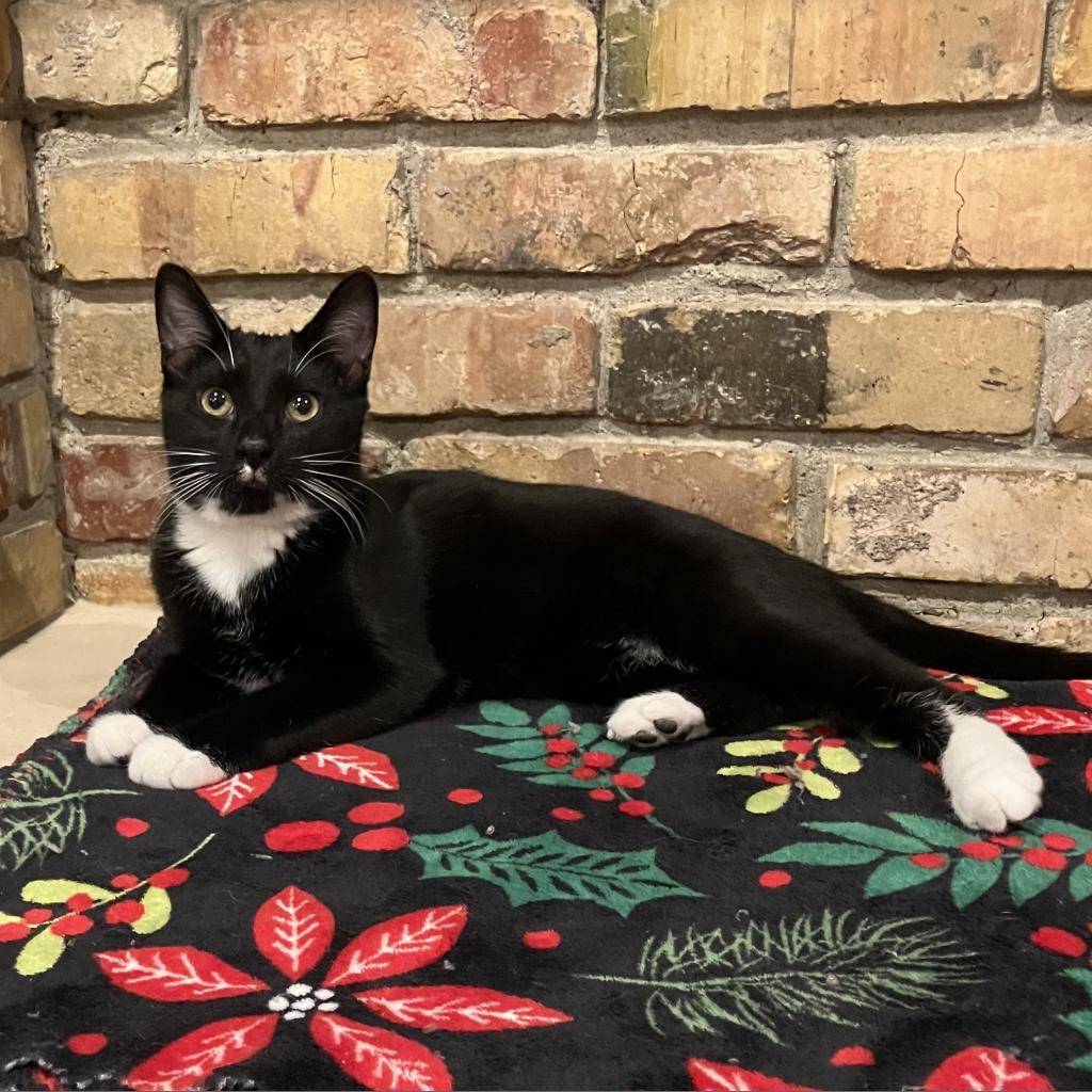 Rocky Jr., a Adoptable Domestic Short Hair in Bountiful, UT image 2/3