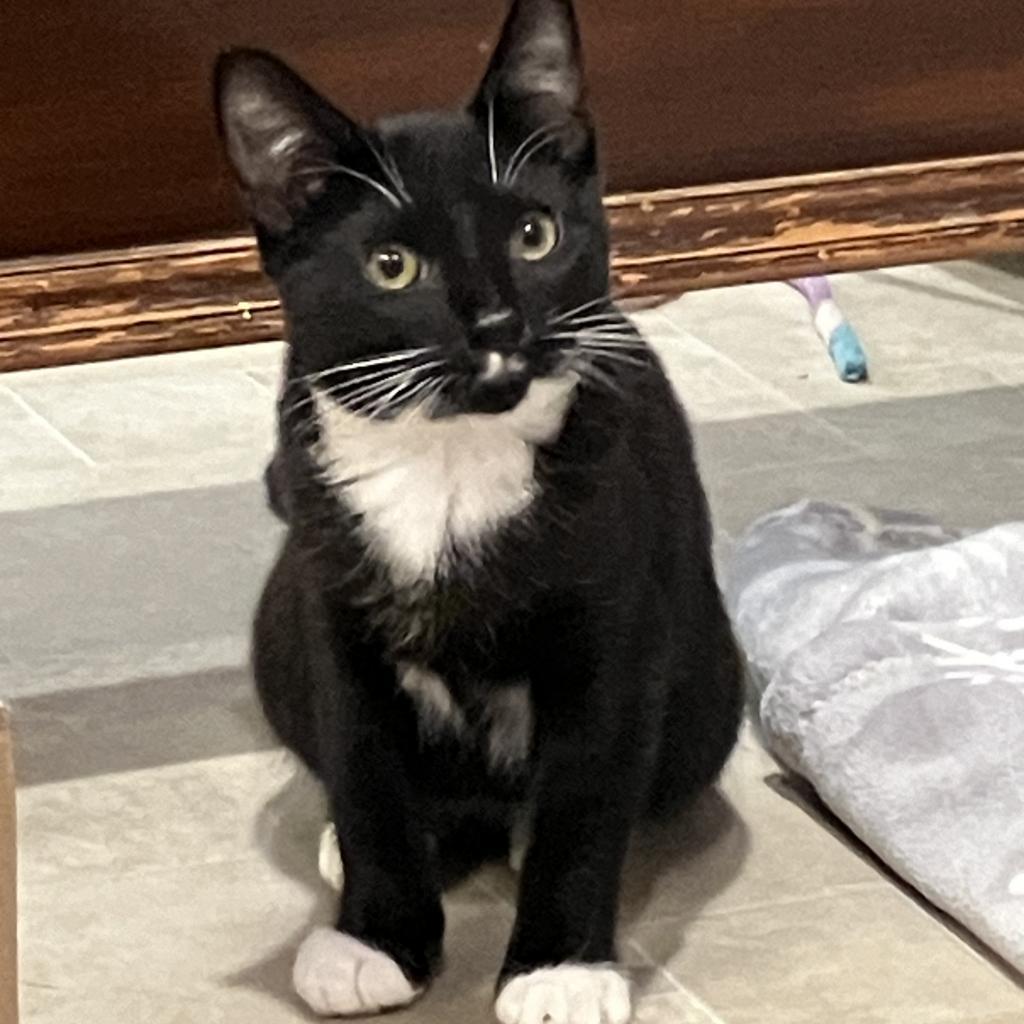 Rocky Jr., a Adoptable Domestic Short Hair in Bountiful, UT image 3/3