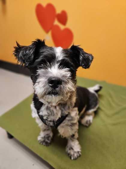 Mila, adopted, Adult Female Mixed Breed.