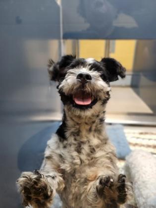 Mila, an adopted mixed breed in Bellingham, WA image 2/3
