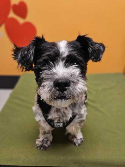 Mila, an adopted mixed breed in Bellingham, WA image 3/3