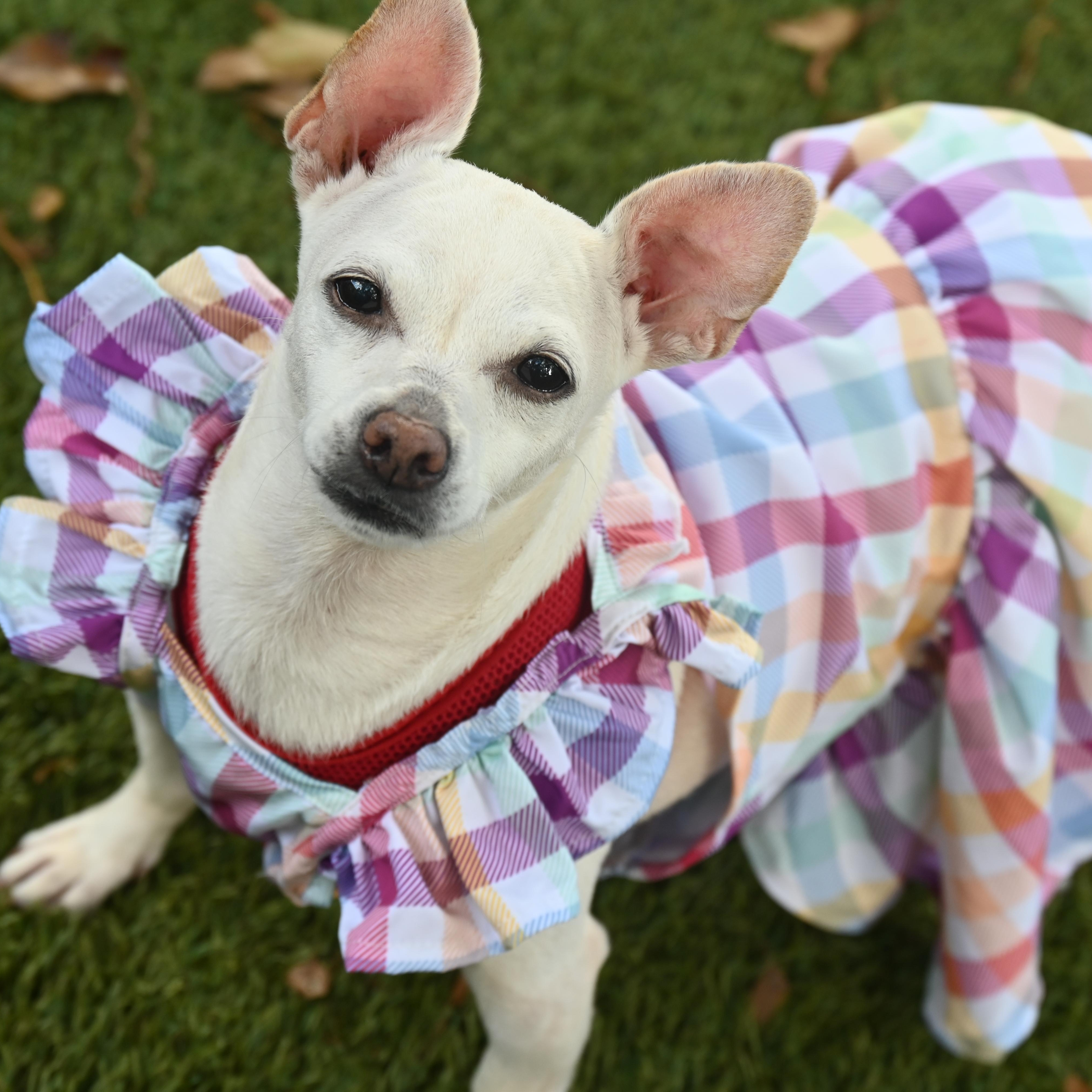 Enlarge Alfreda 3762, an adoptable Chihuahua in Boca Raton, FL image 1/1