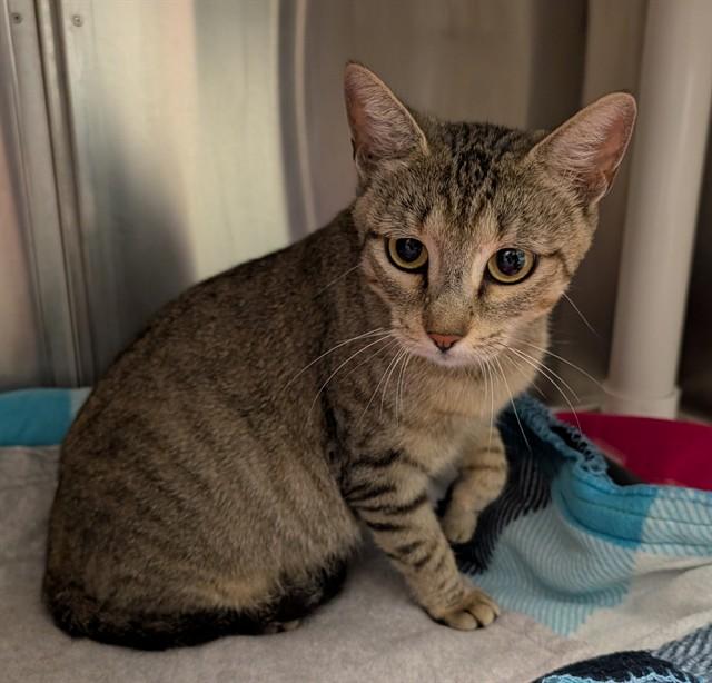 Mandy A220016, Adopted, Young Female Domestic Short Hair.