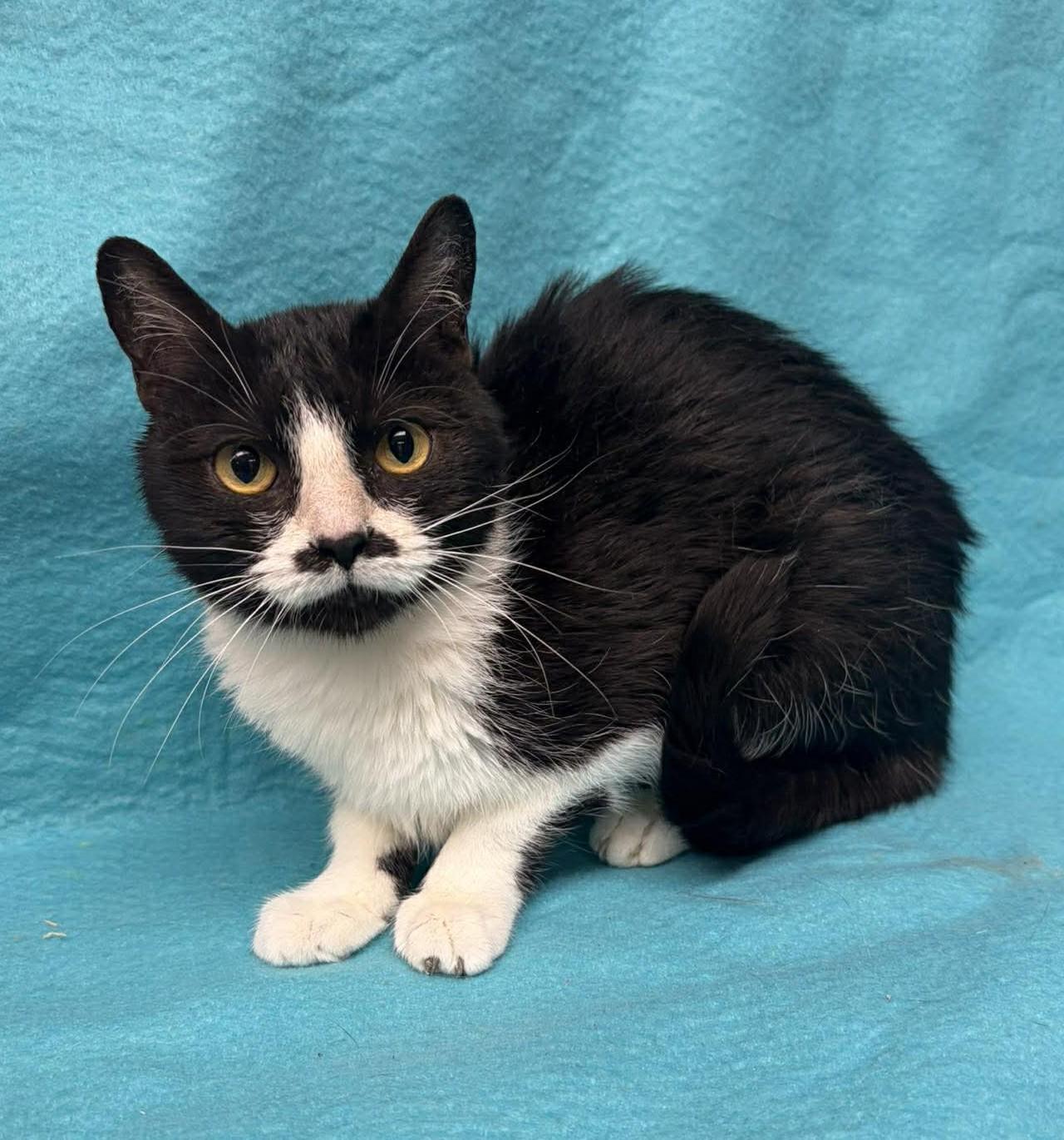 Enlarge Air Fryer, a ADOPTABLE mixed breed in Maryville, MO image 1/1
