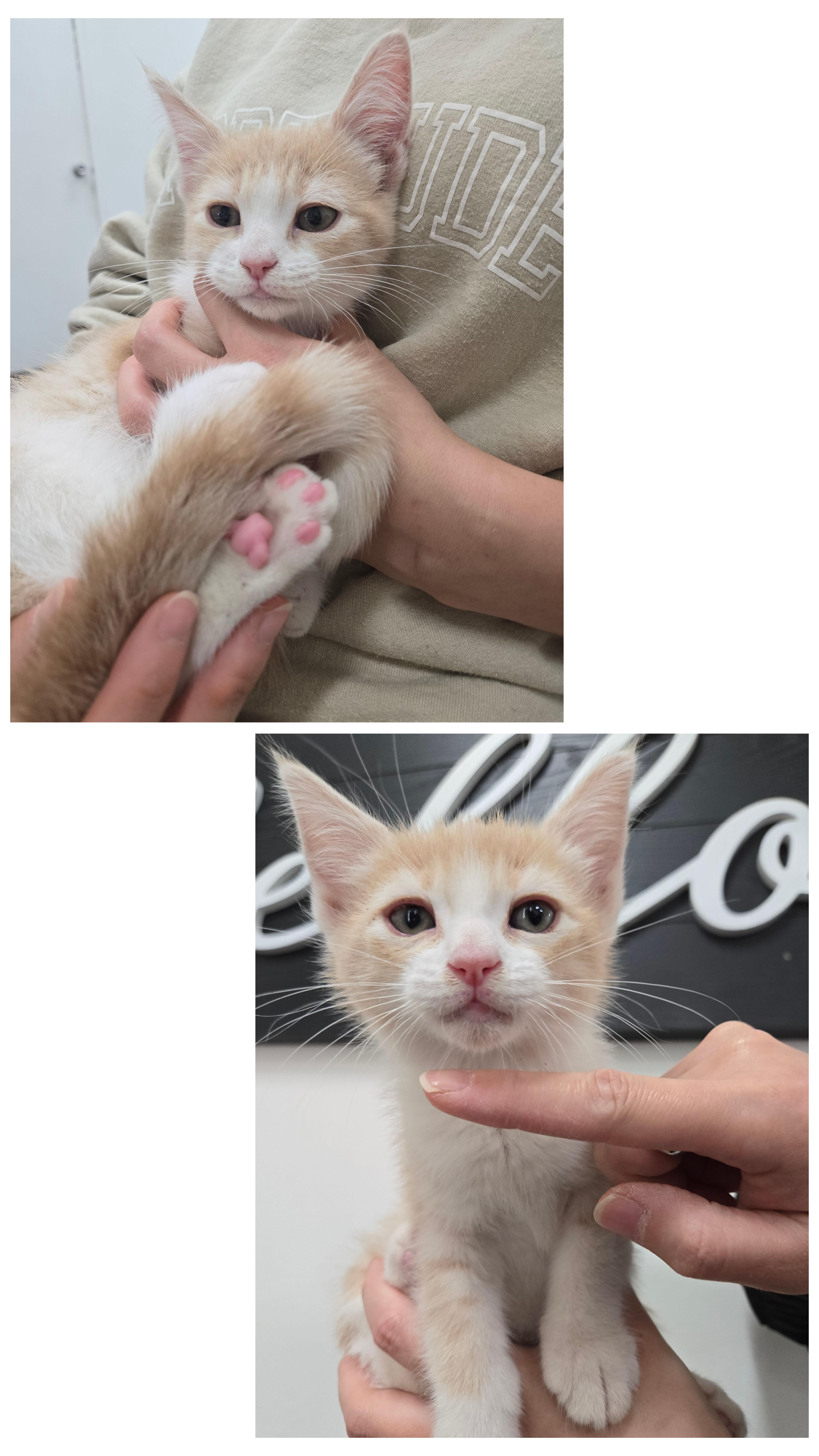 Ari, an adopted Domestic Short Hair in Yorba Linda, CA image 4/5