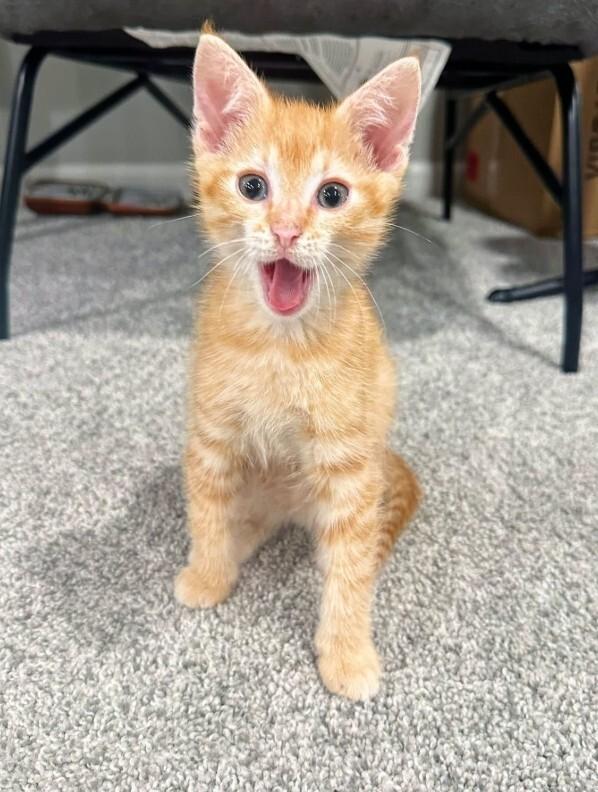 Marlin, Adoptable, Kitten Male Domestic Short Hair.