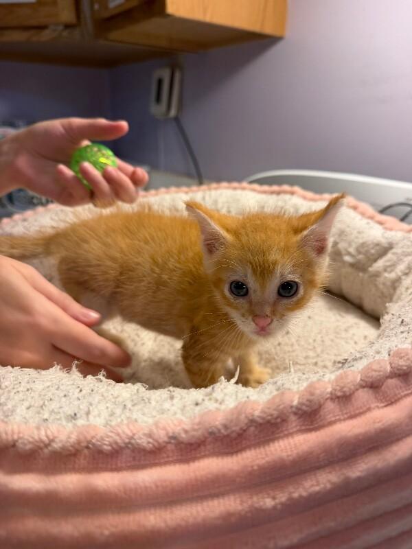 Marlin, a Adoptable Domestic Short Hair in Belton, MO image 2/4