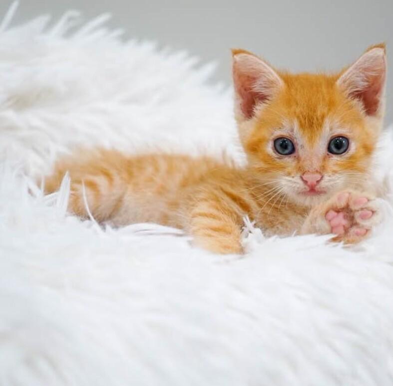 Marlin, a Adoptable Domestic Short Hair in Belton, MO image 3/4