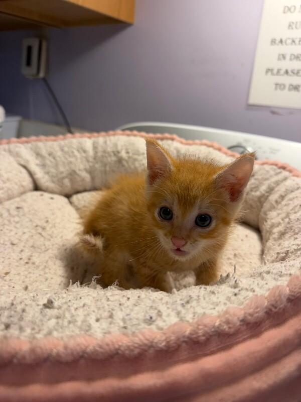Marlin, a Adoptable Domestic Short Hair in Belton, MO image 4/4