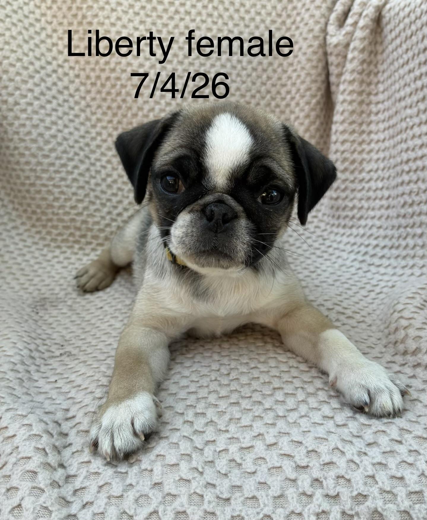 Liberty, Adopted, Puppy Female Pug.
