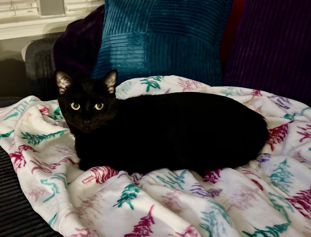 Enlarge Enrique *Super playful -- would love a kitty friend OR can go alone!*, a Adoptable Domestic Short Hair in catonsville , MD image 2/3