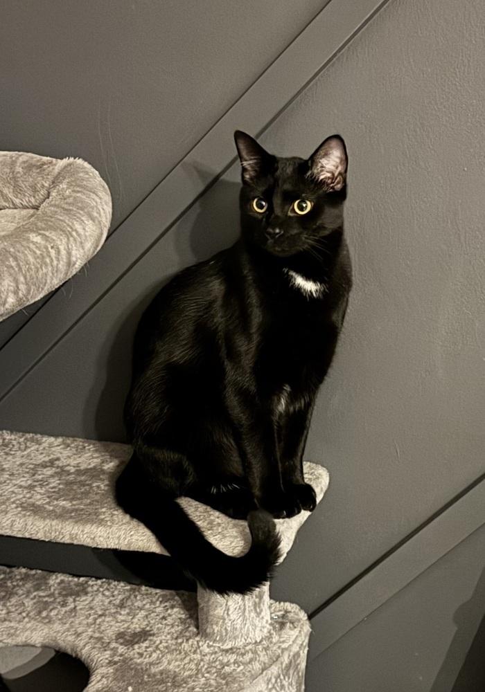 Enlarge Enrique *Super playful -- would love a kitty friend OR can go alone!*, a Adoptable Domestic Short Hair in catonsville , MD image 3/3