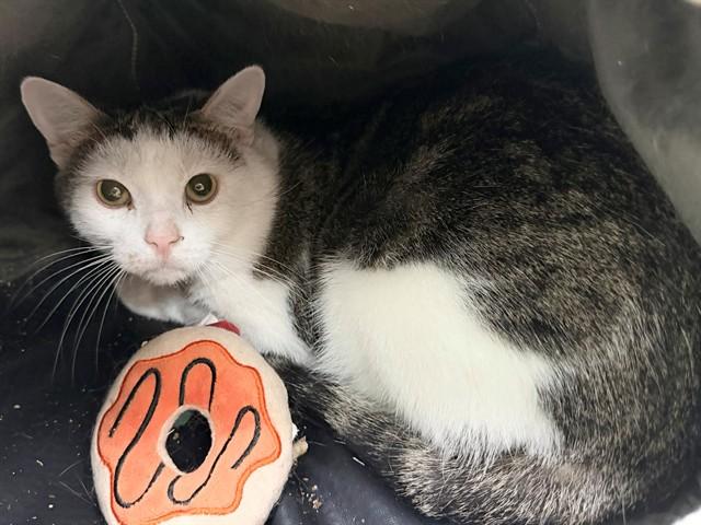 PUPILS, Adoptable, Young Male Domestic Short Hair.