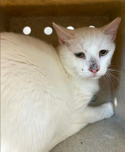 Clawclip-Barn cat, Adoptable, Adult Male Domestic Short Hair & Domestic Short Hair.