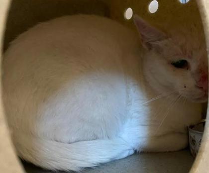 Clawclip-Barn cat, Adoptable, Adult Male Domestic Short Hair & Domestic Short Hair.