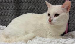 Clawclip-Barn cat, a Adoptable mixed breed in Lampasas, TX image 3/3