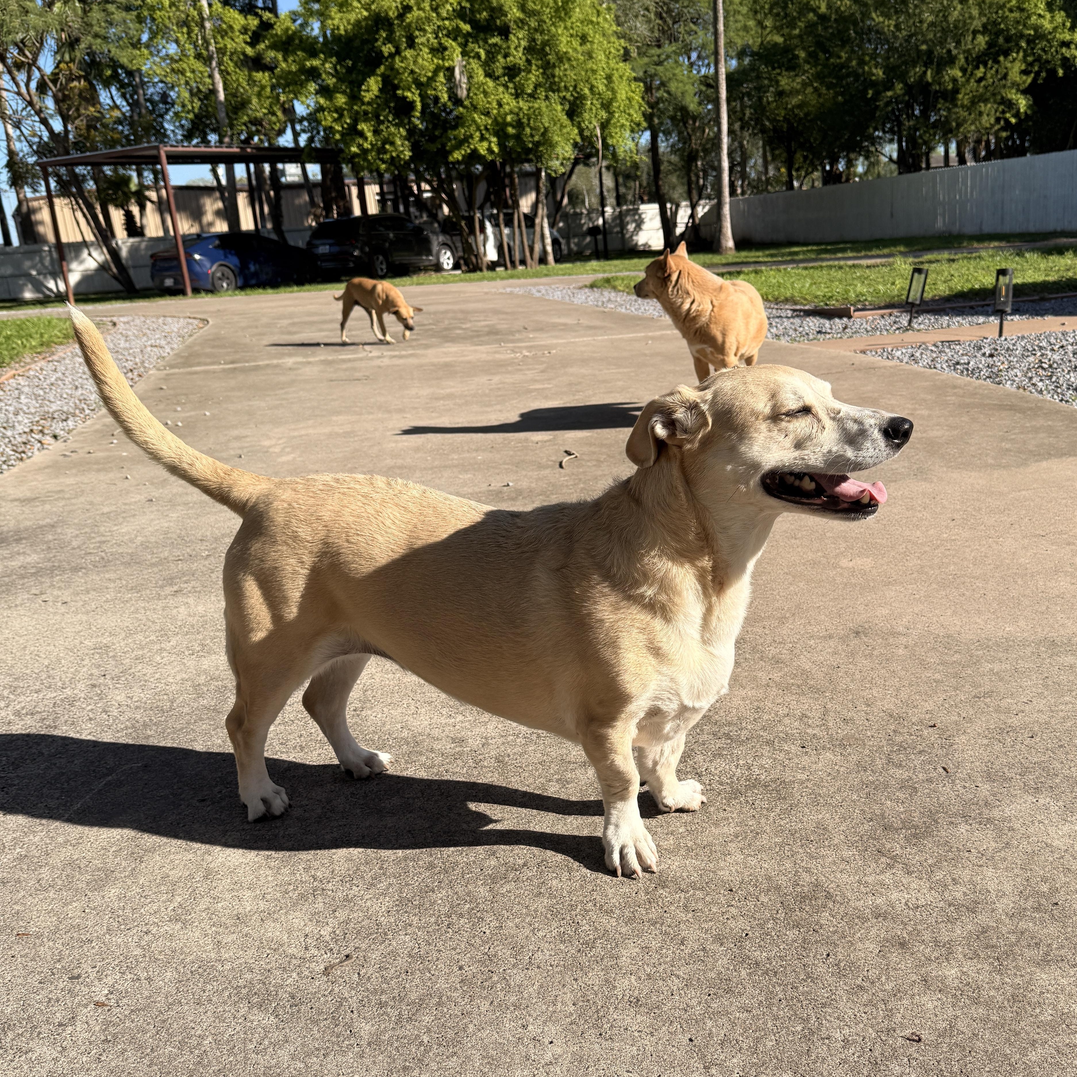 Enlarge Kate, a Adoptable mixed breed in Springfield, MO image 5/5