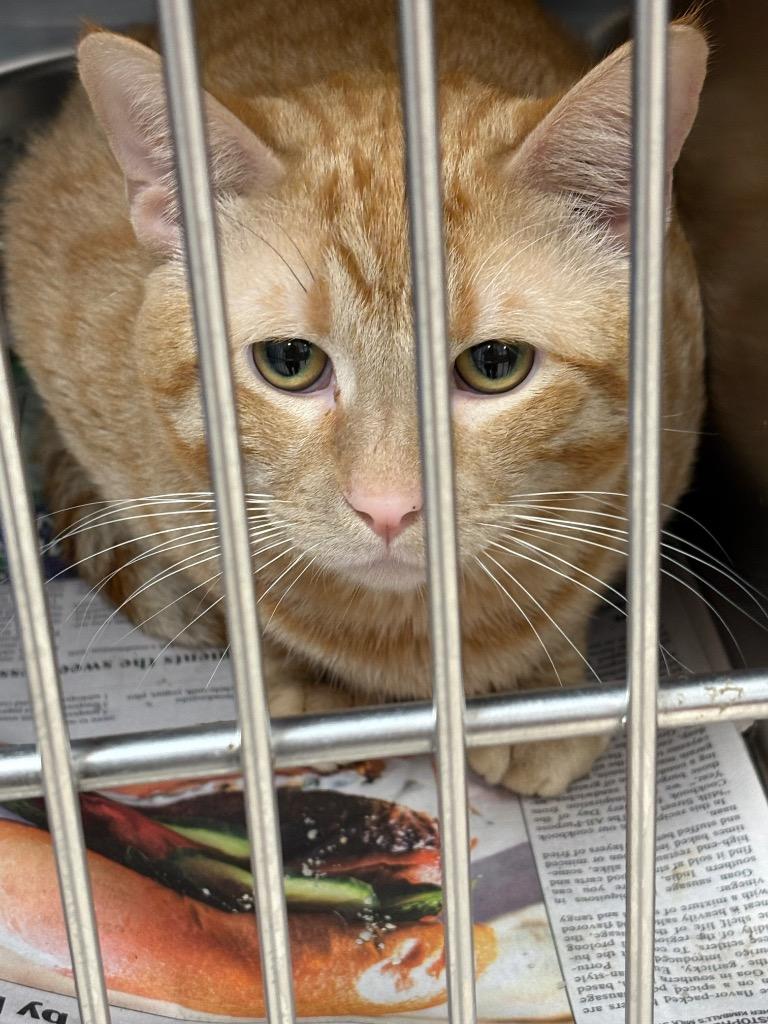 Enlarge sunshine, a Adopted mixed breed in Belton, TX image 1/1