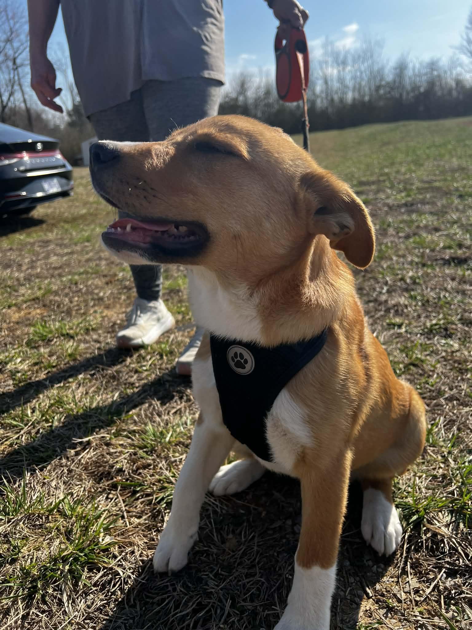 Enlarge Honey Bee, a ADOPTABLE mixed breed in Hilham, TN image 3/6