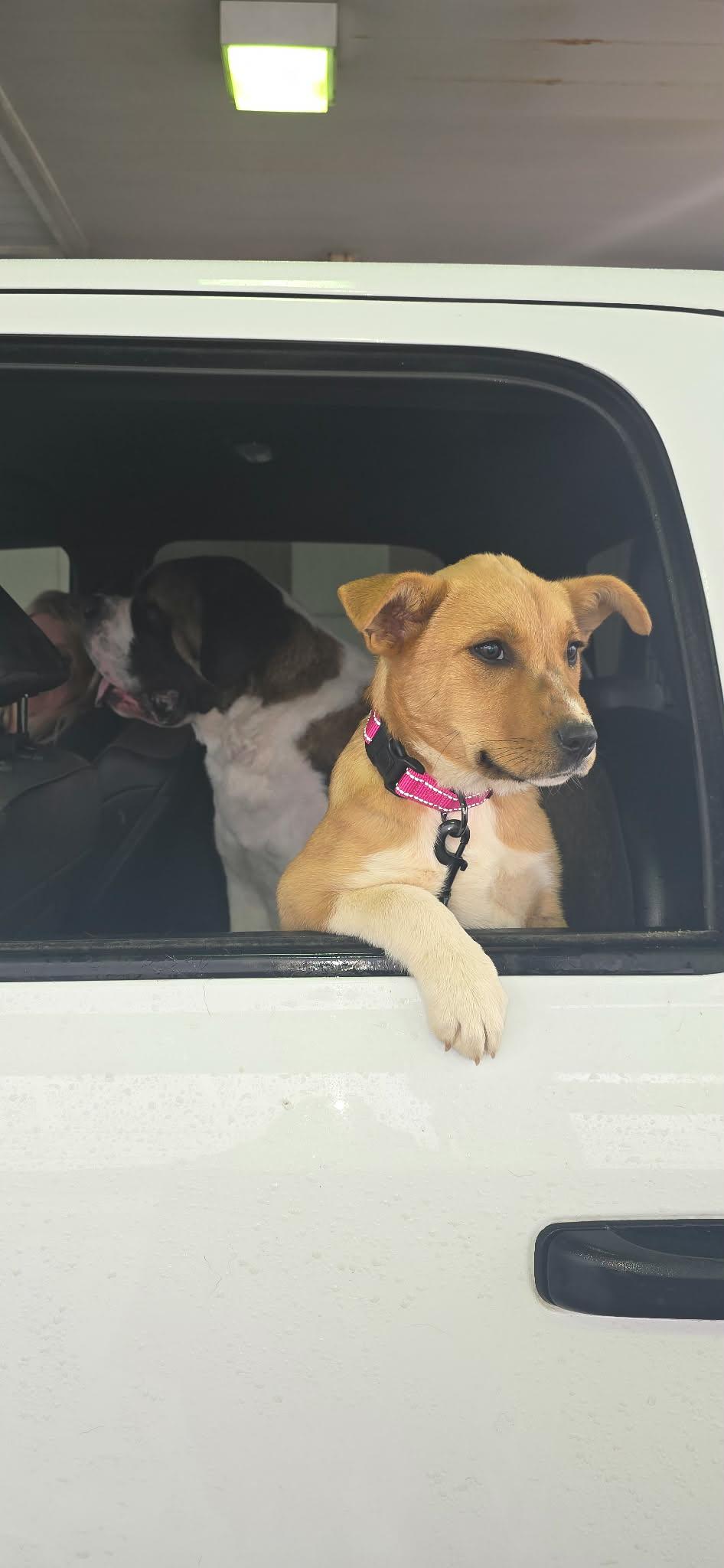 Enlarge Honey Bee, a ADOPTABLE mixed breed in Hilham, TN image 4/6