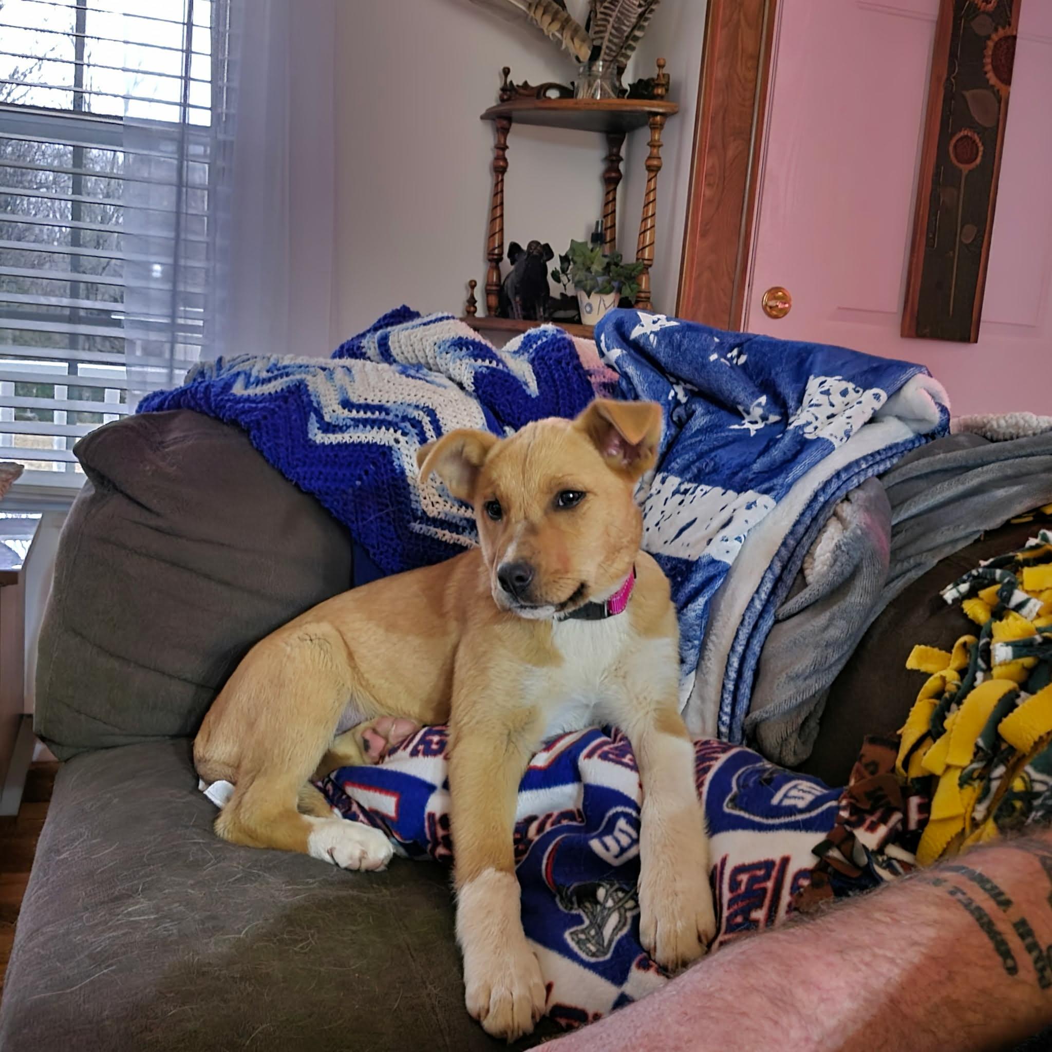 Enlarge Honey Bee, a ADOPTABLE mixed breed in Hilham, TN image 2/6