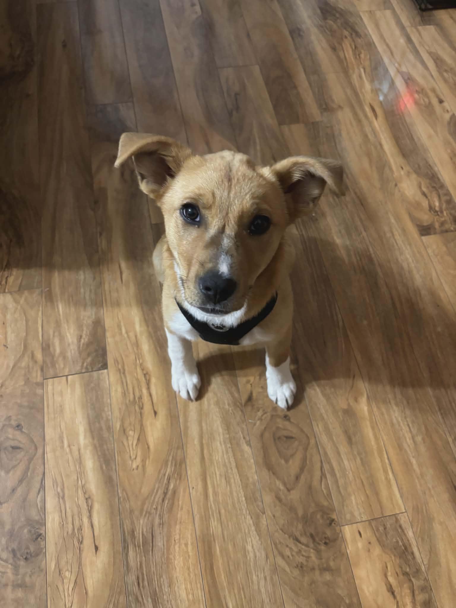 Enlarge Honey Bee, a ADOPTABLE mixed breed in Hilham, TN image 1/6