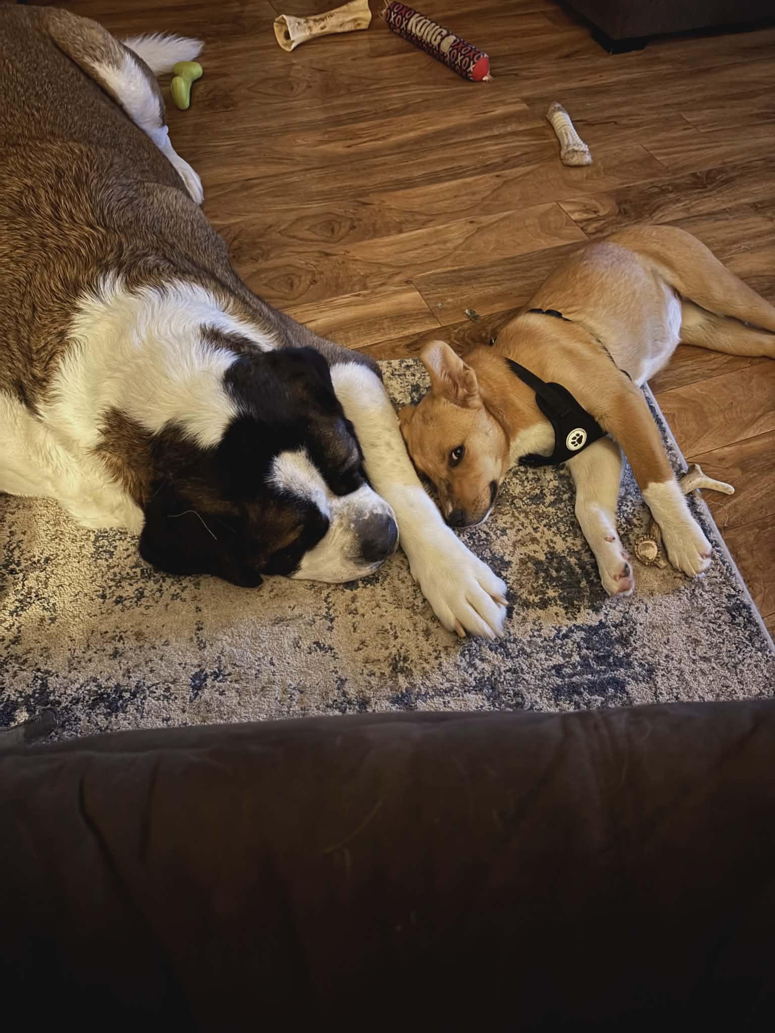 Enlarge Honey Bee, a ADOPTABLE mixed breed in Hilham, TN image 6/6